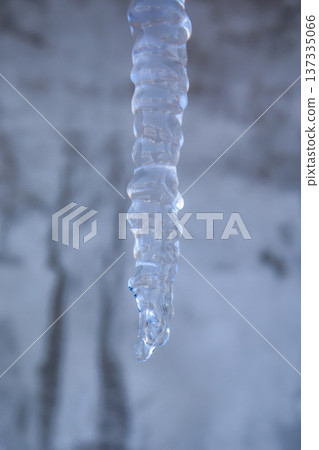 Close-Up Icicle Melting in Winter Cold Natural Background Close-Up Icicle Melting in Winter Cold Natural Background 137335066