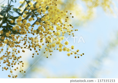 藍天和含羞草花,春日黃花背景素材 藍天和含羞草花,春日黃花背景素材 137335153