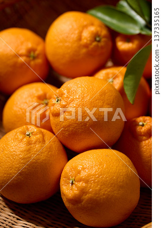 籃子裡的德科蓬 137335165