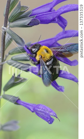 Purple salvia and bumblebee wallpaper Purple salvia and bumblebee wallpaper 137335319