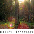Golden rays of sunlight breaking through the crowns of trees on an autumn evening. Stunning background of the picturesque autumn forest landscape. Rainbow rays in a forest meadow with fall foliage 137335334