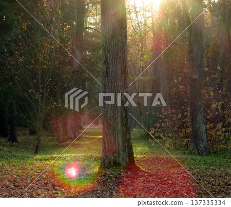 Golden rays of sunlight breaking through the crowns of trees on an autumn evening. Stunning background of the picturesque autumn forest landscape. Rainbow rays in a forest meadow with fall foliage Golden rays of sunlight breaking through the crowns of trees on an autumn evening. Stunning background of the picturesque autumn forest landscape. Rainbow rays in a forest meadow with fall foliage 137335334