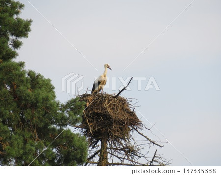 The stork is sitting in a nest on a pole. The stork bird sits alone in a nest on a pole against a grey sky and pine trees. The stork is sitting in a nest on a pole. The stork bird sits alone in a nest on a pole against a grey sky and pine trees. 137335338