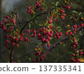 Clusters of small red apples on the branches of an ornamental apple tree. Ripe small fruits on the deciduous trees on dark green background 137335341