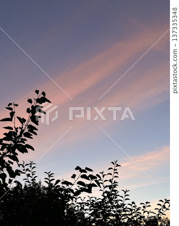 Leaves of trees and bushes against a sunset sky with beautiful pink clouds against a colorful twilight sky Leaves of trees and bushes against a sunset sky with beautiful pink clouds against a colorful twilight sky 137335348
