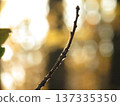 A branch with buds in a spider web against the background of Golden rays of sunlight piercing through the leaves of trees, autumn evening. Stunning forest landscape background. 137335350