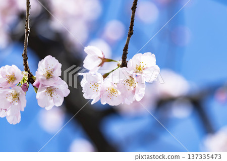 Cherry blossoms in blue sky back Cherry blossoms in blue sky back 137335473