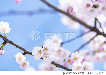 Cherry blossoms in blue sky back 137335474