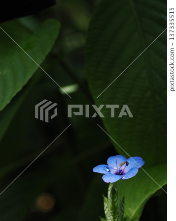 Beautiful transparent water droplets on blue petals photographed with a macro lens contrast with the dark background Beautiful transparent water droplets on blue petals photographed with a macro lens contrast with the dark background 137335515