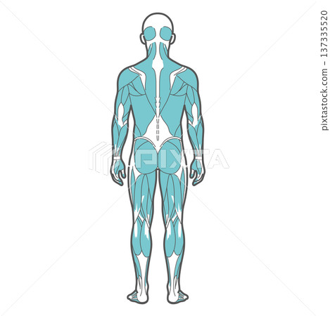 Male full body muscle diagram and human anatomy illustration (back view) 137335520