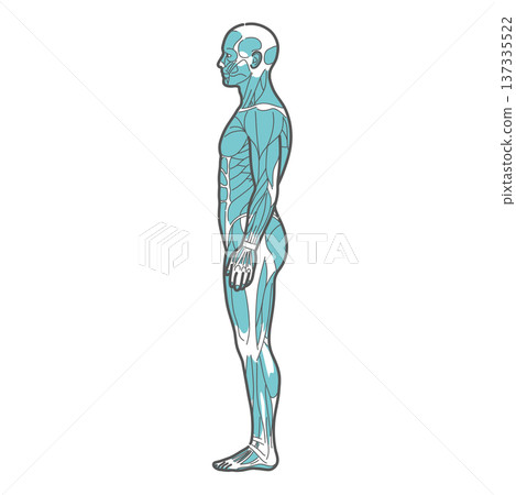 Male full body muscle diagram/human anatomy illustration (side view) Male full body muscle diagram/human anatomy illustration (side view) 137335522