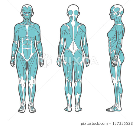 Female whole body muscle diagram and human anatomy illustration set (front, back, side) Female whole body muscle diagram and human anatomy illustration set (front, back, side) 137335528
