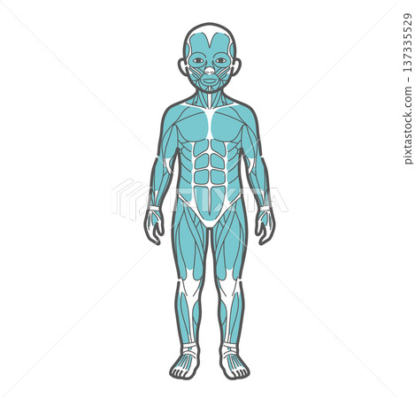 男孩（兒童）全身肌肉圖及人體解剖結構圖（正面視圖） 137335529