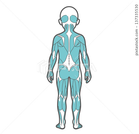 Illustration of a child's whole body muscle diagram and human anatomy (back view) Illustration of a child's whole body muscle diagram and human anatomy (back view) 137335530