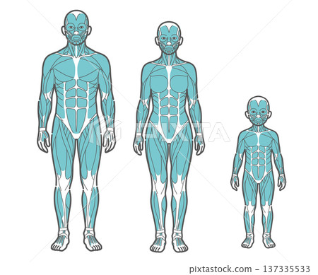 一套適用於所有年齡層（男性、女性、兒童）的全身肌肉圖和人體解剖圖（正面圖）。 137335533