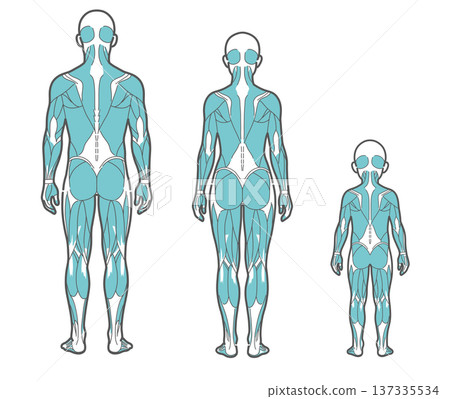 一套適用於所有年齡層(男性、女性、兒童)的全身肌肉圖和人體解剖圖(背面視圖) 一套適用於所有年齡層(男性、女性、兒童)的全身肌肉圖和人體解剖圖(背面視圖) 137335534