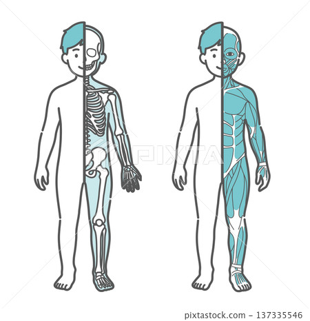 男孩（兒童）半身骨骼圖與半身肌肉圖對比圖（正面） 137335546