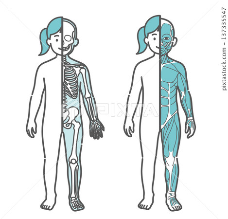 女孩（兒童）半身骨骼圖和半身肌肉圖的對比插圖（正面） 137335547