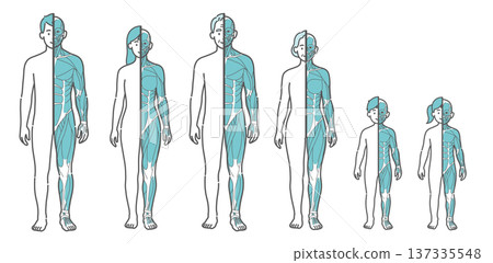 適用於所有年齡層（男性、女性、老年人、兒童）的半身肌肉圖和人體插圖集（正面視圖） 137335548