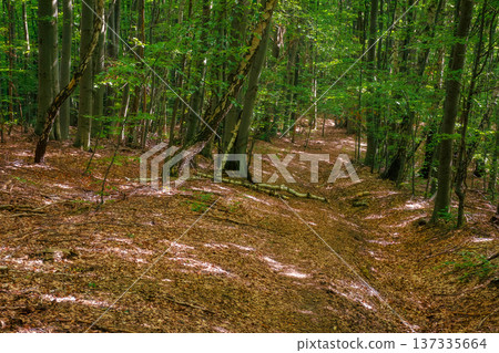 walking through beech forest in summer. large old trees in lush green foliage. primeval deciduous woods of transcarpathia. peaceful place on a sunny day in dappled light. european ecosystem walking through beech forest in summer. large old trees in lush green foliage. primeval deciduous woods of transcarpathia. peaceful place on a sunny day in dappled light. european ecosystem 137335664