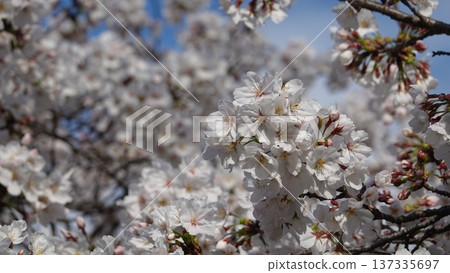 盛開的櫻花在藍天中閃耀 137335697