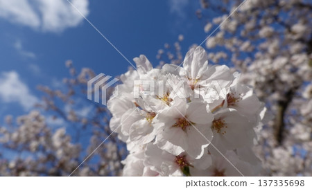 盛開的櫻花在藍天中閃耀 盛開的櫻花在藍天中閃耀 137335698