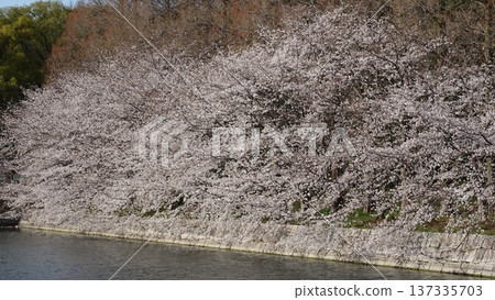 Cherry blossoms in full bloom shining in the blue sky Cherry blossoms in full bloom shining in the blue sky 137335703