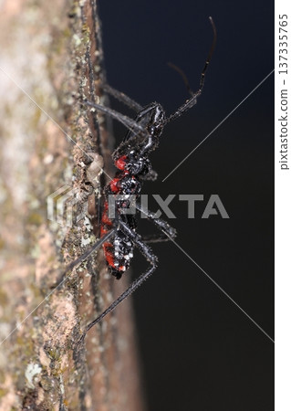 二月下旬，可以看到一些活物，例如昆蟲，獵蝽的幼蟲。它們閃亮的黑色身體和鮮紅的腹部非常顯眼。 137335765