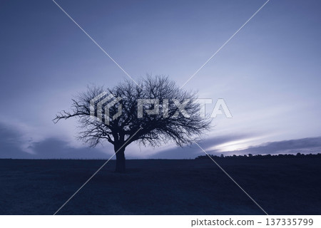 Calden tree in the Pampas Plain, La Pampa Province, Patagonia, Argentina. Calden tree in the Pampas Plain, La Pampa Province, Patagonia, Argentina. 137335799