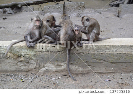 A group of monkeys A group of monkeys 137335816