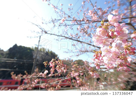 Spring flowers at Antaiji Temple in Nishio City and the Meitetsu Gamagori Line Spring flowers at Antaiji Temple in Nishio City and the Meitetsu Gamagori Line 137336047