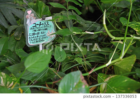 Eucharis and lush vegetation in the tropical greenhouse Eucharis and lush vegetation in the tropical greenhouse 137336053