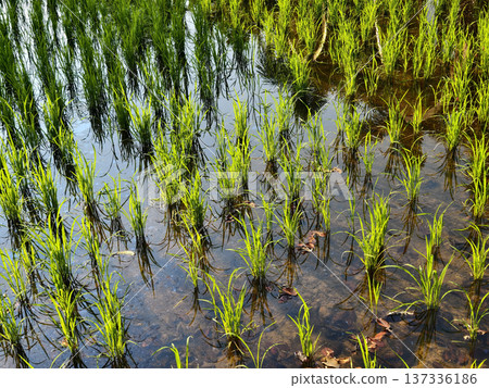 Young green rice seedlings growing in a flooded paddy field. Young green rice seedlings growing in a flooded paddy field. 137336186