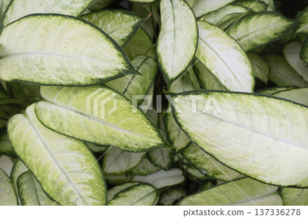 Dieffenbachia Tropic Marianne tropical foliage background 137336278