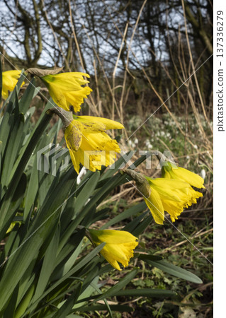 First spring daffodils blooming outdoors First spring daffodils blooming outdoors 137336279
