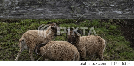 Herd of castlemilk moorit sheep grazing in a meadow in the countryside Herd of castlemilk moorit sheep grazing in a meadow in the countryside 137336304