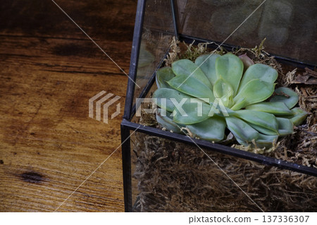 Succulent plant in a glass terrarium on a wooden background Succulent plant in a glass terrarium on a wooden background 137336307