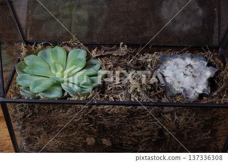 Healthy and mold infected echeveria in glass terrarium close-up Healthy and mold infected echeveria in glass terrarium close-up 137336308