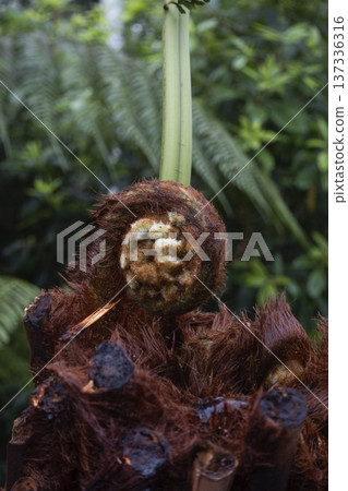 Young tree fern leaf sprout close up. New leaf sprout on Dicksonia antarctica Young tree fern leaf sprout close up. New leaf sprout on Dicksonia antarctica 137336316