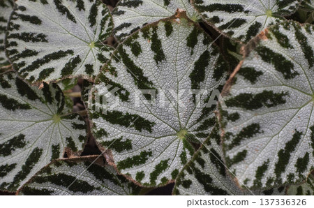 Begonia silver jewel leaf texture close up 137336326