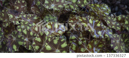 Blurred background of begonia leave 137336327