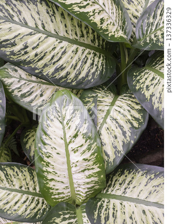 Close up of dieffenbachia leaves 137336329