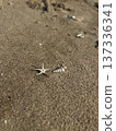 Dried starfish and seashell on sand, vertical format 137336341
