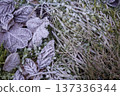 Frozen leaves in the early morning 137336344