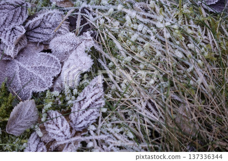 Frozen leaves in the early morning 137336344