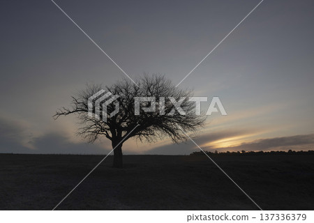 Flowered field in the Pampas Plain, La Pampa Province, Patagonia, Argentina. 137336379
