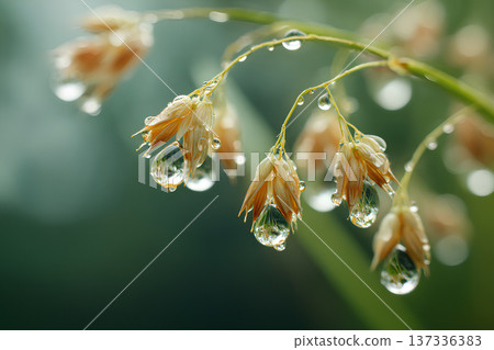 A natural background of fresh plants sparkling with morning dew and gentle light in the morning 137336383