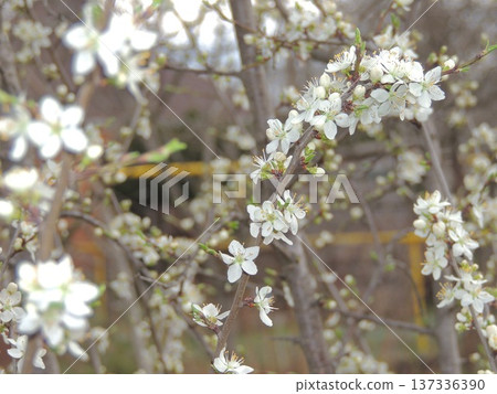 Beautiful delicate background of blooming spring branches of a fruit tree in the garden on a cloudy day, close-up of a branch with white flowers on a blurred background of an orchard in springtime 137336390