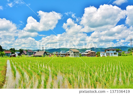 初夏稻田裡的稻米 137336419