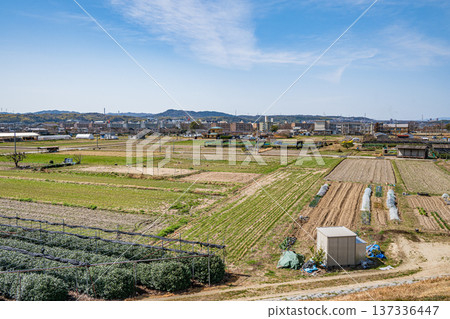 京都府京田邊市春季鄉村景色 137336447